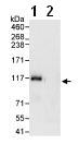 Lane 1: ab76939, at 1 µg/mg, staining PTPN12 in HeLa whole cell lysate by Western blot of immunoprecipitate (1 mg of lysate for IP, 20% of IP loaded). Immunoprecipitation was performed by using ab76939 at 3µg/mg of lysate.  Lane 2: Control IgG.  Detection: Chemiluminescence with an exposure time of 3 seconds.