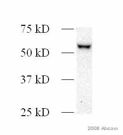 Anti-PTRF antibody (ab48824) at 1/2000 dilution + Rat C6 cells, whole cell lysate at 25 µgSecondaryHRP conjugated goat anti-rabbit antibody at 1/5000 dilutiondeveloped using the ECL techniquePerformed under reducing conditions.