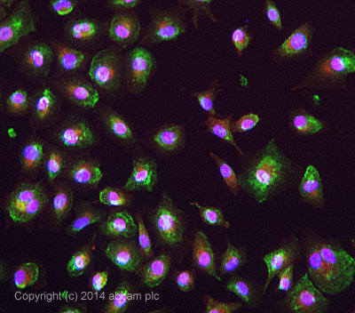 ab135655 stained A549 cells. The cells were 4% formaldehyde fixed for 10 minutes at room temperature and then incubated in 1%BSA / 10% normal goat serum / 0.3M glycine in 0.1% PBS-Tween for 1hour at room temperature to permeabilise the cells and block non-specific protein-protein interactions. The cells were then incubated with the antibody (ab135655 at 5µg/ml) overnight at +4°C. The secondary antibody (pseudo-colored green) was Goat Anti-Rabbit IgG H&L (Alexa Fluor® 488) preadsorbed (ab150081) used at a 1/1000 dilution for 1hour at room temperature. Alexa Fluor® 594 WGA was used to label plasma membranes (pseudo-colored red) at a 1/200 dilution for 1hour at room temperature. DAPI was used to stain the cell nuclei (pseudo-colored blue) at a concentration of 1.43µM for 1hour at room temperature.