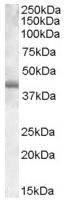 Anti-PU.1/Spi1 antibody (ab77436) at 0.03 µg/ml + DAUDI lysate at 35 µgdeveloped using the ECL technique
