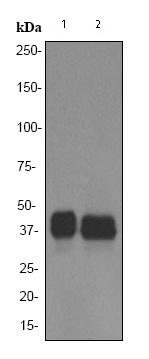 All lanes : Anti-PU.1/Spi1 antibody [EPR3158Y] (ab76543) at 1/10000 dilutionLane 1 : Daudi cell lysatesLane 2 : U937 cell lysatesLysates/proteins at 10 µg per lane.SecondaryHRP labelled goat anti-rabbit at 1/2000 dilution