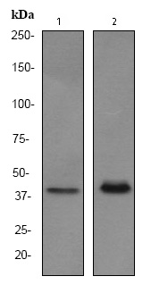 All lanes : Anti-PU.1/Spi1 antibody [EPR3159Y] (ab76542) at 1/1000 dilutionLane 1 : U937 cell lysatesLane 2 : TF-1 cell lysatesLysates/proteins at 10 µg per lane.SecondaryHRP labelled goat anti-rabbit at 1/2000 dilution