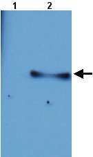 All lanes : Anti-PUF60 antibody (ab21944) at 1/1000 dilutionLane 1 : Total protein extract from E. coli with ~50ng to 100ng of a negative control fusion protein with an irrelevant antigen at 20 ugLane 2 : Total protein extract from E. coli with ~50ng to 500ng of the antigen fusion protein at 20 ugSecondaryRabbit anti-mouse IgG + IgM, (H+L) horseradish peroxidase conjugated at 1/5000 dilution