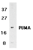 Anti-PUMA antibody (ab9645) at 2 µg/ml + human K562 cell lysatePerformed under reducing conditions.