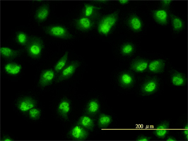 NR1D2 antibody (ab56913) used in immunofluorescence at 10ug/ml on HeLa cells.
