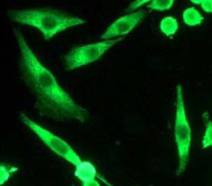 ab33906 at a 1:250 dilution staining PUMA in Hela cells using Immunocytochemistry/Immunofluorescence.