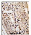 Staining of formalin-fixed, paraffin-embedded human testis tissue using ab75943 at 1/10-1/50 dilution, in conjunction with a peroxidase-conjugated secondary antibody, followed by DAB staining.