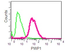 Flow cytometry analysis of PWP1 expression in Jurkat cells using ab190794 at 1/30 dilution (red) and a rabbit IgG as negative control (green). A FITC-conjugated goat anti-rabbit IgG (1/150) was used as the secondary antibody.