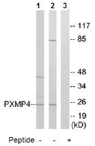 All lanes : Anti-PXMP4 antibody (ab74669) at 1/500 dilutionLane 1 : extracts from COLO cellsLane 2 : extracts from COS cellsLane 3 : extracts from COS cells with immunizing peptide at 10 µgLysates/proteins at 30 µg per lane.
