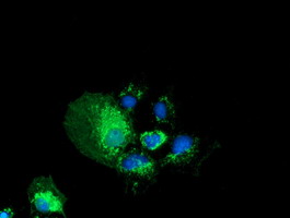 ab117913 at 1/100 dilution staining PYCR2 in COS7 cells transiently transfected by pCMV6-ENTRY PYCR2 by Immunofluorescence.