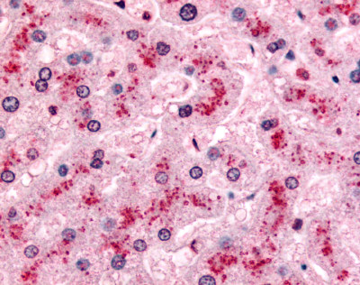 ab61013 at 10µg/ml staining formalin fixed paraffin embedded liver tissue.