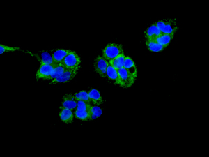 Immunofluorescent analysis of HepG2 cells labeling Pyruvate Dehydrogenase E2 with ab172617 at 1/50 dilution.