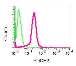 Flow cytometric analysis of permeabilized Jurkat cells labeling Pyruvate Dehydrogenase E2 with ab172617 at 1/10 dilution (red), compared to a rabbit IgG negative control (green).
