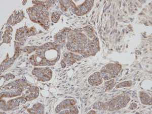 Immunohistochemical analysis of paraffin-embedded N87, using ab96509 at 1:100 dilution.