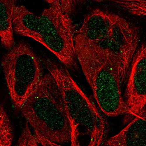 Immunofluorescent staining of Human cell line U-2 OS shows positivity in nucleus but not nucleoli, centrosome and cell junctions. Recommended concentration of ab122427 1-4 µg/ml. Cells treated with PFA/Triton X-100.