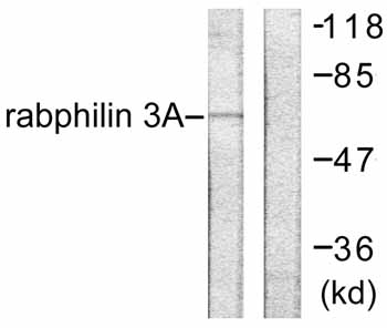 All lanes : Anti-Rabphilin 3A antibody (ab59259) at 1/500 dilutionLane 1 : HeLa cell extracts treated with TNF alpha (20ng/ml, 2mins)Lane 2 : HeLa cell extracts treated with TNF alpha (20ng/ml, 2mins) with immunising peptide