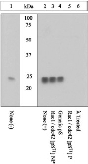 Peptide Competition and Phosphatase Treatment: Lysates prepared from A431 cells left unstimulated (1) or stimulated with EGF (2-6) were resolved by SDS-PAGE on a 10% polyacrylamide gel and transferred to PVDF. Membranes were either not treated (1-5) or treated with lambda phosphatase (6), blocked with a 5% BSA-TBST buffer for one hour at room temperature, and incubated with ab5482 antibody for two hours at room temperature in a 3% BSATBST buffer, following prior incubation with: no peptide (1, 2, 6), the nonphosphopeptide corresponding to the immunogen (3), a generic phosphoserine containing peptide (4), or, the phosphopeptide immunogen (5), After washing, membranes were incubated with goat F(ab’)2 anti-rabbit IgG HRP conjugate and bands were detected using the Pierce SuperSignal method. The data show that the peptide corresponding to ab5482 blocks the antibody signal. The data also shows that phosphatase stripping eliminates the signal, verifying that the antibody is phospho-specific.