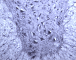 IHC on rat spinal cord (ventral horn) using ab68828 at 1 : 1000 dilution. Pre-absorption of the antibody with the immunising peptide completely abolishes the immunostaining (not shown).