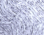 IHC on rat sciatic nerve using ab68828 at 1 : 1000 dilution. Pre-absorption of the antibody with the immunising peptide completely abolishes the immunostaining (not shown).