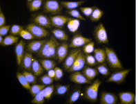 Immunofluorescence analysis of HeLa cells using ab78139 at 1/50 dilution (yellow) in conjunction with a Donkey anti-Rabbit IgG Cy3 conjugated. Hela cells were fixed with 3.7% paraformaldehyde and permeabilized with a non-ionic detergent. The cells are dual stained with DAPI (blue).