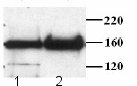 Lanes:1. IP from 1mg extract with 1.25g Rabbit anti-Rad 50 (exon 2-3) (ab3622)2. IP from 1mg extract with 1.25µg Rabbit anti-Rad 50 (exon 13-14) (ab3623)Sample: Nuclear extract from Hela cells for Western blot, affinity purified Rabbit anti-Rad 50 (ab3622) used at 1:4000 dilution