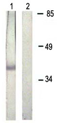 All lanes : Anti-Rad51 (phospho Y315) antibody (ab61111) at 1/500 dilutionLane 1 : Extract from Jurkat cellsLane 2 : Extract from Jurkat cells with immunising Rad51 (phospho Y315) peptide