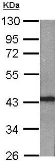 Anti-Rad51 antibody (ab137323) at 1/1000 dilution + NIH-3T3 whole cell lysate at 30 µg