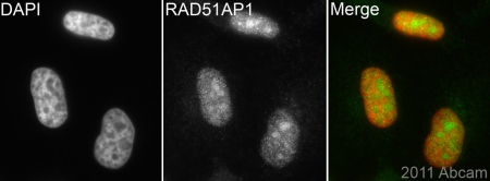 ab101321 (1/200) staining RAD51AP1 in HeLa cells (green). Cells were fixed in paraformaldehyde, permeabilized with 0.5% Triton X-100/ PBS and counterstained with DAPI in order to highlight the nucleus (red). For further experimental details please refer to Abreview.See Abreview