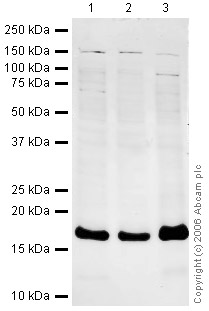 All lanes : Anti-Rad6 antibody (ab31917) at 1 µg/mlLane 1 : HeLa (Human epithelial carcinoma cell line) Whole Cell LysateLane 2 : Jurkat (Human T cell lymphoblast-like cell line) Whole Cell Lysate (ab7899)Lane 3 : HeLa (Human epithelial carcinoma cell line) Nuclear LysateLysates/proteins at 20 µg per lane.SecondaryIRDye 680 Conjugated Goat Anti-Rabbit IgG (H&L) at 1/15000 dilutionPerformed under reducing conditions.