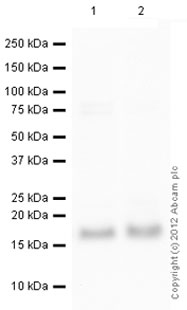 All lanes : Anti-Rad6 antibody (ab31917) at 1 µg/mlLane 1 : Testis (Mouse) Tissue Lysate Lane 2 : Testis (Rat) Tissue Lysate - normal tissue (ab29388)Lysates/proteins at 10 µg per lane.SecondaryGoat Anti-Rabbit IgG H&L (HRP) preadsorbed (ab97080) at 1/5000 dilutiondeveloped using the ECL techniquePerformed under reducing conditions.