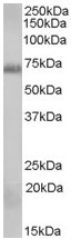 Anti-Rad9 antibody (ab59022) at 0.3 µg/ml + A431 cell lysate (35µg protein in RIPA buffer)