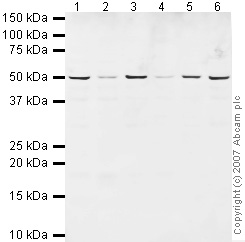 All lanes : Anti-Radical Fringe antibody (ab42429) at 1 µg/mlLane 1 : HeLa (Human epithelial carcinoma cell line) Whole Cell LysateLane 2 : Jurkat (Human T cell lymphoblast-like cell line) Whole Cell LysateLane 3 : A431 (Human epithelial carcinoma cell line) Whole Cell LysateLane 4 : HEK293 Human embryonic kidney cell line Whole Cell LysateLane 5 : HepG2 (Human hepatocellular liver carcinoma cell line) Whole Cell LysateLane 6 : MCF7 (Human breast adenocarcinoma cell line) Whole Cell LysateLysates/proteins at 10 µg per lane.SecondaryIRDye 680 Conjugated Goat Anti-Rabbit IgG (H+L) at 1/10000 dilutionPerformed under reducing conditions.