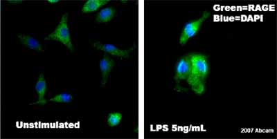 ab3611 at 1/200 staining mouse BV2 cells by ICC/IF. The cells were formaldehyde fixed, permeabilized and blocked with serum before incubation with the antibody for 1 hour. An Alexa Fluor ® 488 conjugated goat anti-rabbit antibody was used as the secondary. The left hand panel shows unstimulated cells, the right hand panel LPS stimulated cells.See Abreview
