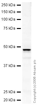 Anti-RAGE antibody (ab30381) at 1 µg/ml + Mouse Lung Whole Tissue Lysate at 20 µgSecondaryIRDye 680 Conjugated Goat Anti-Rabbit IgG (H+L) at 1/15000 dilutionPerformed under reducing conditions.