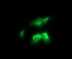 Immunofluorescent analysis of COS7 cells transiently transfected with pCMV6-ENTRY RALB labeling RALB with ab156799 at 1/100 dilution.