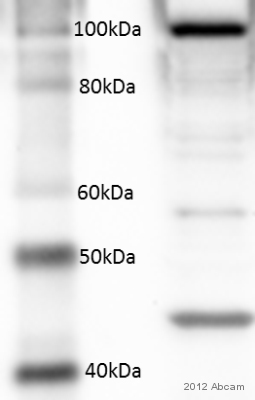 Anti-RALBP1 antibody (ab56815) at 1/1000 dilution + HCT116 cell lysate at 30 µgSecondaryHRP-conjugated goat anti-mouse polyclonal IgG at 1/10000 dilutiondeveloped using the ECL techniquePerformed under non-reducing conditions.