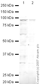 All lanes : Anti-RALBP1 antibody (ab33446) at 1 µg/mlLane 1 : Jurkat (Human T cell lymphoblast-like cell line) Whole Cell Lysate Lane 2 : HEK293 (Human embryonic kidney cell line) Whole Cell LysateLysates/proteins at 10 µg per lane.SecondaryIRDye 680 Conjugated Goat Anti-Rabbit IgG (H+L) at 1/10000 dilutionPerformed under reducing conditions.