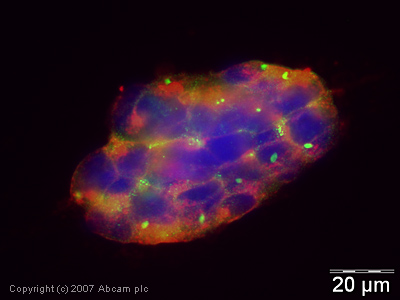 ICC/IF image of ab33446 stained human HEK 293 cells. The cells were methanol fixed (5 min), permabilised in TBS-T (20 min) and incubated with the antibody (ab33446, 1µg/ml) for 1h at room temperature. 1%BSA / 10% normal goat serum / 0.3M glycine was used to quench autofluorescence and block non-specific protein-protein interactions. The secondary antibody (green) was Alexa Fluor® 488 goat anti-rabbit IgG (H+L) used at a 1/1000 dilution for 1h. Alexa Fluor® 594 WGA was used to label plasma membranes (red). DAPI was used to stain the cell nuclei (blue).