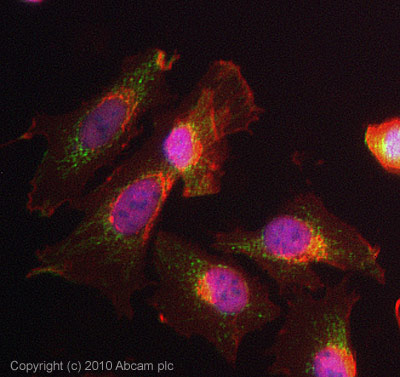 ICC/IF image of ab65204 stained HeLa cells. The cells were 4% PFA fixed (10 min) and then incubated in 1%BSA / 10% normal Goat serum / 0.3M glycine in 0.1% PBS-Tween for 1h to permeabilise the cells and block non-specific protein-protein interactions. The cells were then incubated with the antibody (ab65204, 5µg/ml) overnight at +4°C. The secondary antibody (green) was Alexa Fluor® 488 Goat anti-Rabbit IgG (H+L) used at a 1/1000 dilution for 1h. Alexa Fluor® 594 WGA was used to label plasma membranes (red) at a 1/200 dilution for 1h. DAPI was used to stain the cell nuclei (blue) at a concentration of 1.43µM.
