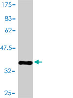 Western blot against tagged recombinant protein immunogen using ab56684 RAMP3 antibody at 1ug/ml.