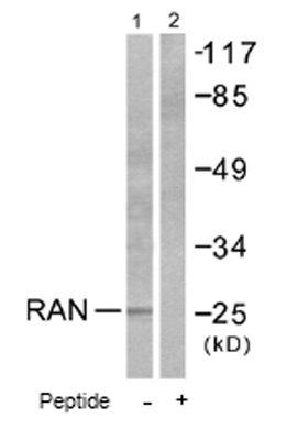 All lanes : Anti-Ran antibody (ab53775) at 1/500 dilutionLane 1 : Extracts from LOVO cellsLane 2 : Extracts from LOVO cells, plus immunising peptide