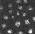 Immunohistochemical staining of RanBP3 in NRK cells using ab2939. 