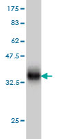 Western blot against tagged recombinant protein immunogen using ab56341 RanBP3 antibody at 1ug/ml.