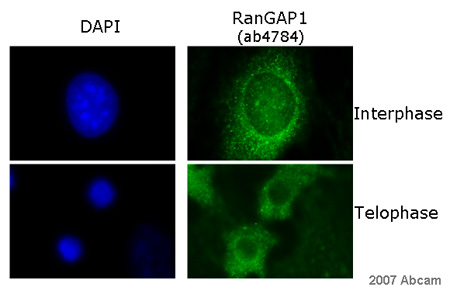 ab4784 (1/50) staining RanGap1 in mouse NIH-3T3 cells (green). Cells were fixed in methanol (-20oC/ 6 mins, followed by 3 washes in PBS) and DAPI was used as counterstain in order to highlight the nucleus (blue);
