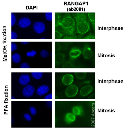 ab2081 (1/500) detecting RanGap1 in mitotic and interphase Hela cells (green). Dapi was used as counterstain in order to highlight the nucleus (blue) and cells were fixed both in Methanol (-20 °C/ 6 mins, followed by 3 washes in PBS) or Paraformaldehyde (3,7% PFA /10 min at room temperature, 0,1% Triton/PBS 5 min, glycine 5 min, followed by 3 washes in PBS); This antibody also gave good results in NIH-3T3 cells under both the above mentioned fixation procedures (data not shown).