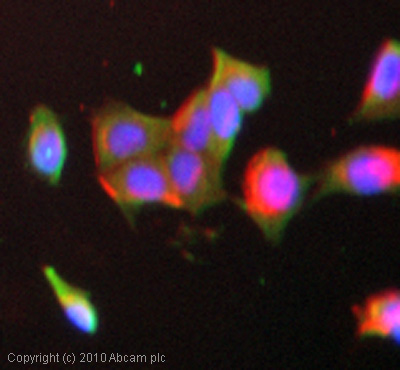 ICC/IF image of ab54364 stained MCF7 cells. The cells were 4% PFA fixed (10 min) and then incubated in 1%BSA / 10% normal goat serum / 0.3M glycine in 0.1% PBS-Tween for 1h to permeabilise the cells and block non-specific protein-protein interactions. The cells were then incubated with the antibody (ab54364, 5µg/ml) overnight at +4°C. The secondary antibody (green) was Alexa Fluor® 488 goat anti-mouse IgG (H+L) used at a 1/1000 dilution for 1h. Alexa Fluor® 594 WGA was used to label plasma membranes (red) at a 1/200 dilution for 1h. DAPI was used to stain the cell nuclei (blue) at a concentration of 1.43µM.