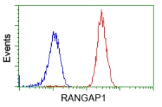 ab119092 at 1/100 dilution staining RanGAP1 in Jurkat cells by Flow cytometry (Red) compared to a nonspecific negative control antibody (Blue).