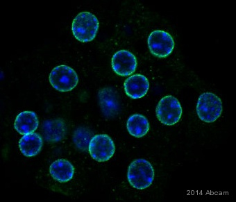 ab92360 staining RanGAP1 in mouse hepatocyte cells by ICC/IF (Immunocytochemistry/immunofluorescence). Cells were fixed with paraformaldehyde, permeabilized, and blocked with 2% BSA for 2 hours at 22°C. Samples were incubated with primary antibody (1/100 in blocking buffer) for 18 hours at 4°C. An Alexa Fluor® 488-conjugated goat anti-rabbit IgG polyclonal (1/10000) was used as the secondary antibody.See Abreview