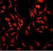 ab92360 at 1/100 dilution staining RanGAP1 in HeLa cells by immunofluorescence.