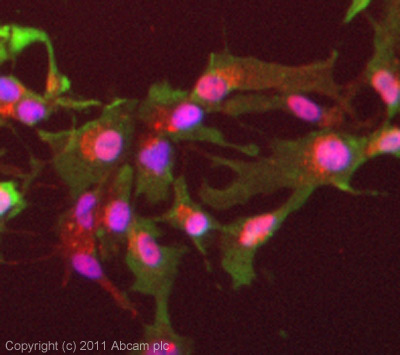 ICC/IF image of ab12008 stained HepG2 cells. The cells were 4% formaldehyde (10 min) and then incubated in 1%BSA / 10% normal goat serum / 0.3M glycine in 0.1% PBS-Tween for 1h to permeabilise the cells and block non-specific protein-protein interactions. The cells were then incubated with the antibody (ab12008, 5µg/ml) overnight at +4°C. The secondary antibody (green) was ab96879 Dylight 488 goat anti-mouse IgG (H+L) used at a 1/250 dilution for 1h. Alexa Fluor® 594 WGA was used to label plasma membranes (red) at a 1/200 dilution for 1h. DAPI was used to stain the cell nuclei (blue) at a concentration of 1.43µM.
